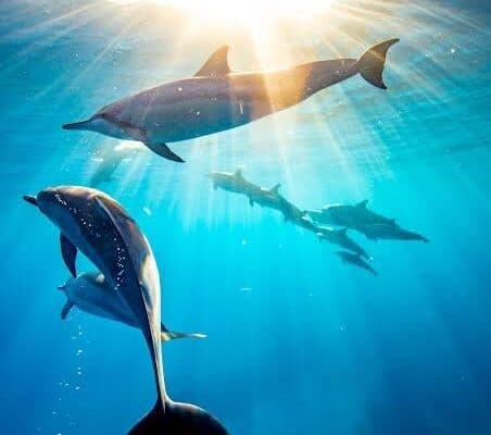 Dolphins swimming gracefully underwater with sunlight shining through the ocean surface, showcasing Belize Reef Charters' unforgettable marine wildlife tours.