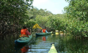 kayak placencias mangroves